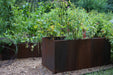 Corten steel raised garden beds with tomatoes, beans, herbs, and colorful flowers. Modern backyard garden.