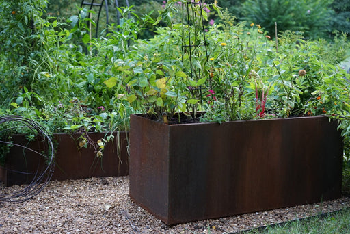 Corten steel raised garden beds with tomatoes, beans, herbs, and colorful flowers. Modern backyard garden.
