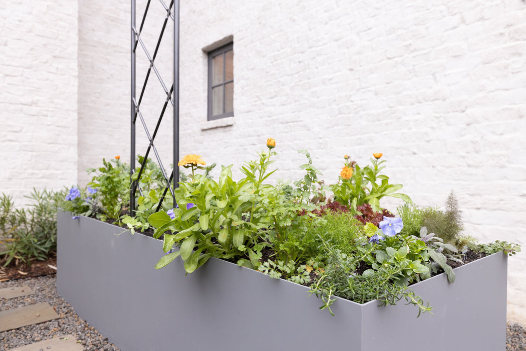 Grey raised garden bed with herbs, lettuce, orange calendula, and purple pansies beside a white brick wall.