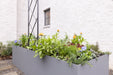 Grey raised garden bed with herbs, lettuce, orange calendula, and purple pansies beside a white brick wall.