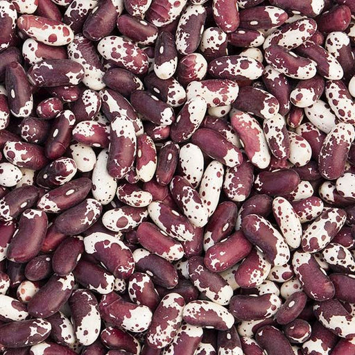 Speckled cranberry borlotti beans, red and white, for cooking. Healthy dry legumes.