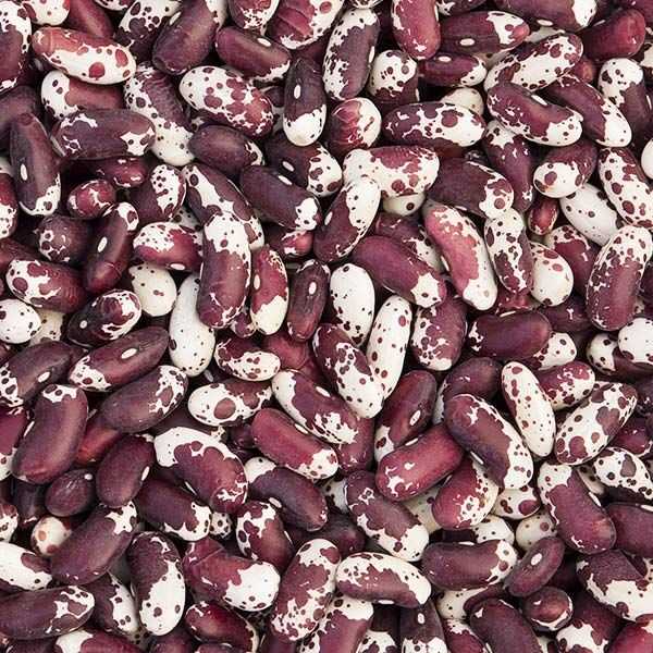 Speckled cranberry borlotti beans, red and white, for cooking. Healthy dry legumes.