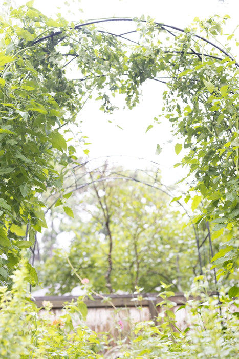 Traditional Diamond Rounded Arch Trellis