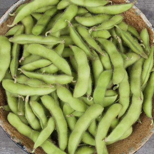 Fresh green edamame pods in a bowl. Healthy plant-based snack, protein-rich soybeans, vegan food.