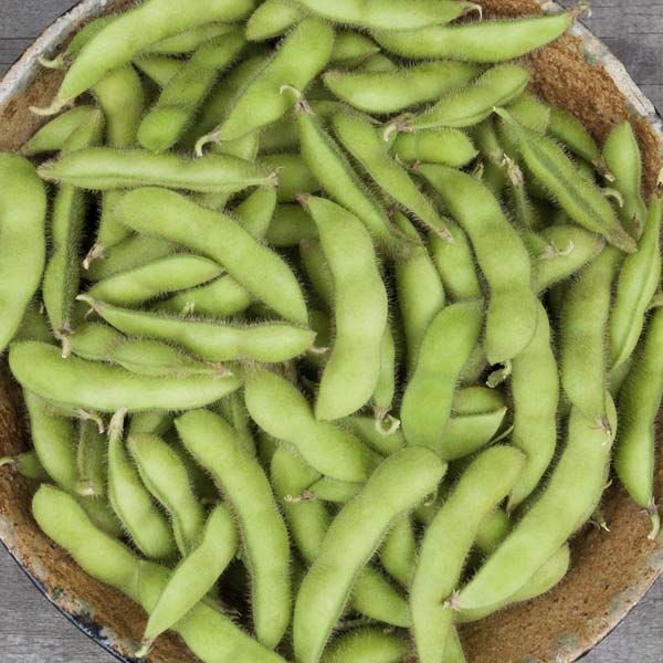 Fresh green edamame pods in a bowl. Healthy plant-based snack, protein-rich soybeans, vegan food.