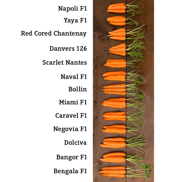 Various carrot varieties with green tops on wood: Napoli, Yaya, Chantenay, Danvers, Nantes, Naval, Bollin, Miami, Caravel, Negovia, Dolciva, Bangor, Bengala.