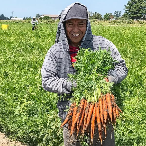 Smiling man holding fresh, muddy carrots with green tops in a sunny agricultural field. Farm workers in background.