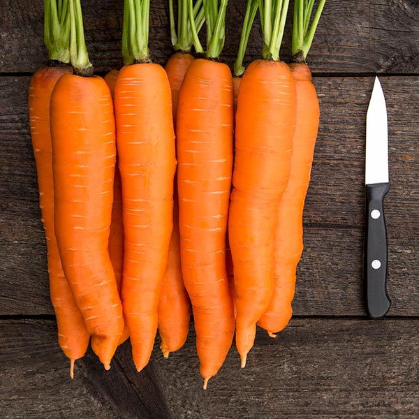 Fresh organic carrots with green tops and a paring knife on a rustic wooden table.