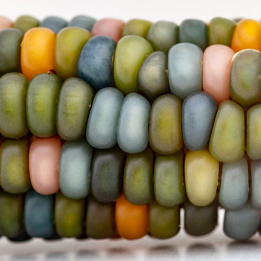 Vibrant Glass Gem corn kernels, multi-colored heirloom corn in green, blue, pink, orange, and yellow.