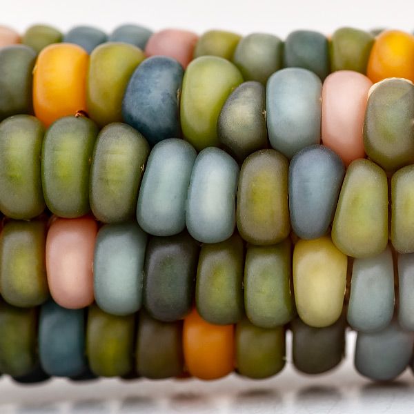Vibrant Glass Gem corn kernels, multi-colored heirloom corn in green, blue, pink, orange, and yellow.