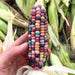 Hand holding a beautiful ear of rainbow Glass Gem corn with vibrant, multi-colored kernels. Fresh garden harvest.