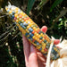 Vibrant glass gem rainbow corn cob held by hand, showing multicolored kernels. Heirloom harvest.