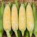 Freshly picked bicolor sweet corn cobs, yellow and white kernels, partially husked, on a woven mat.