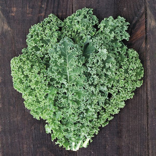 Fresh curly green kale leaves on dark rustic wood. Healthy, organic vegetable superfood.