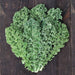Fresh curly green kale leaves on dark rustic wood. Healthy, organic vegetable superfood.