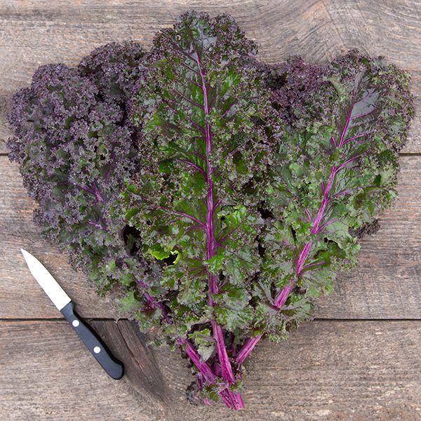 Fresh red kale bunch with vibrant green and purple leaves and a knife on a rustic wood table.