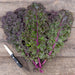 Fresh red kale bunch with vibrant green and purple leaves and a knife on a rustic wood table.