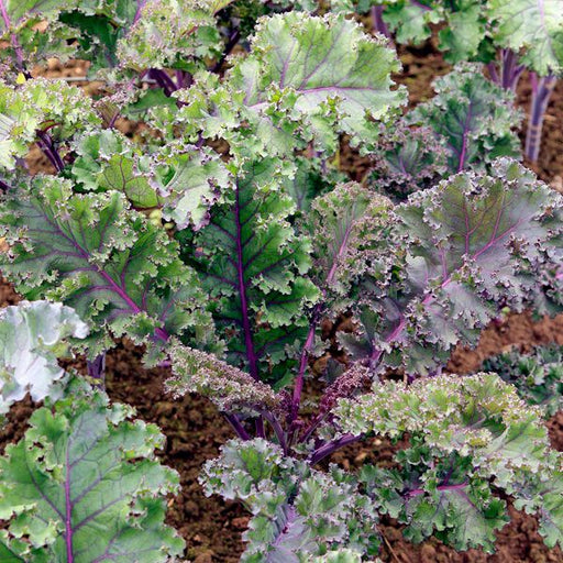 Vibrant purple and green curly kale plants in a garden. Fresh, healthy superfood vegetables.