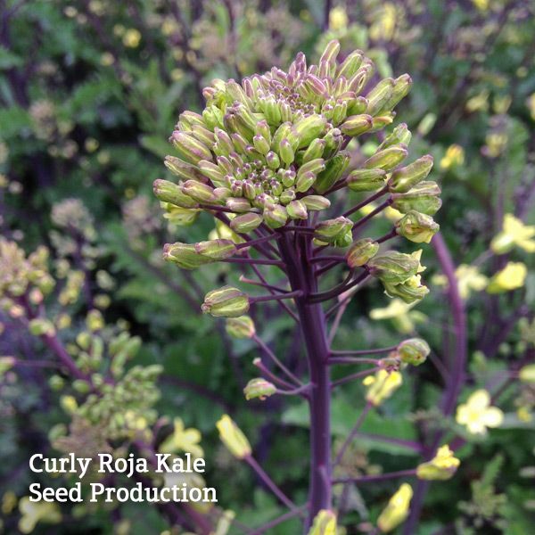 Purple-stemmed Curly Roja Kale blooming for seed production, with green and purple flower buds and yellow flowers.