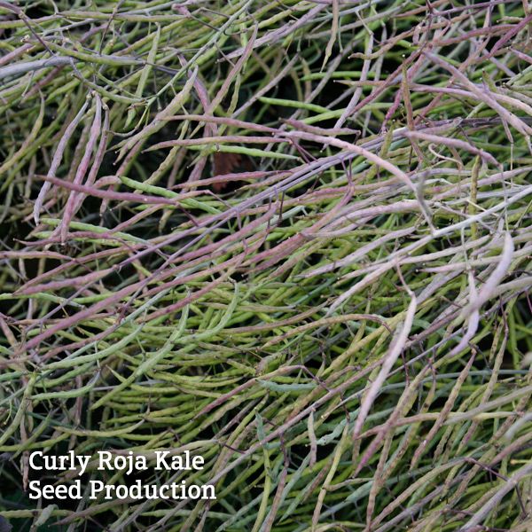 Green and purple Curly Roja Kale seed pods, cultivated for seed production.