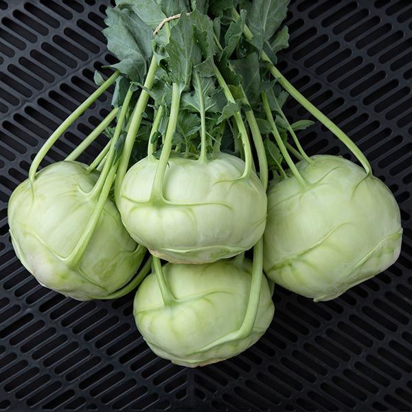 Fresh green kohlrabi bulbs with leaves and stems, bundled together on a black textured surface.
