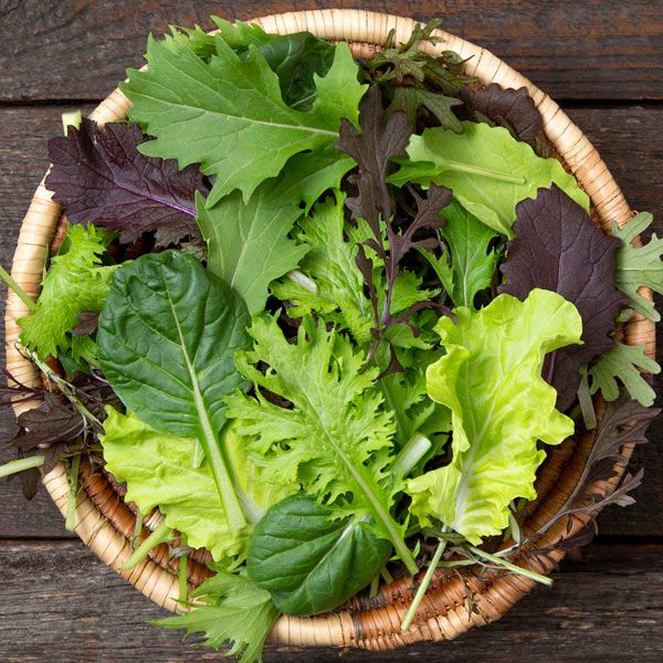 Basket of vibrant, fresh mixed salad greens: green and red lettuce. Healthy, organic produce for salads.
