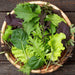 Basket of vibrant, fresh mixed salad greens: green and red lettuce. Healthy, organic produce for salads.
