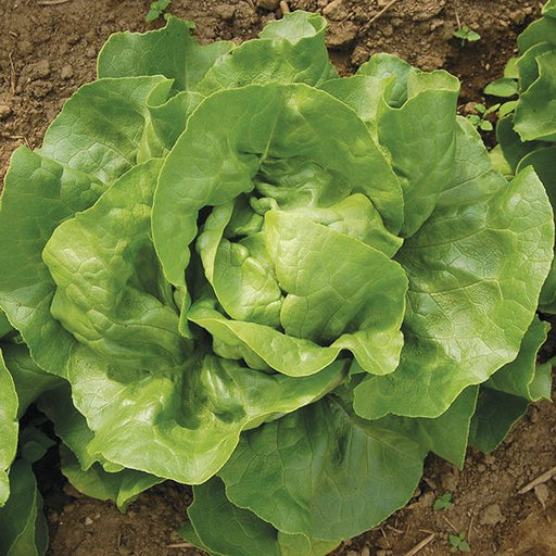 Vibrant green butter lettuce head with crinkled leaves growing in garden soil.