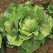Vibrant green butter lettuce head with crinkled leaves growing in garden soil.
