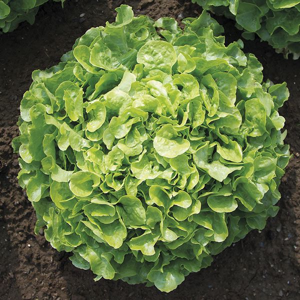 Vibrant green loose-leaf lettuce head growing in rich garden soil. Fresh, healthy salad vegetable.