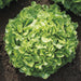 Vibrant green loose-leaf lettuce head growing in rich garden soil. Fresh, healthy salad vegetable.