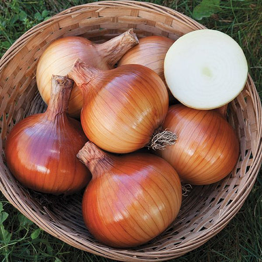 Basket of fresh golden-brown onions, including one sliced yellow onion revealing crisp white layers.