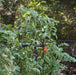 Wide Pillar Obelisk Trellis Kit