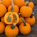 Small orange pumpkins, one cut showing seeds, on a rustic wooden surface. Great for autumn decor or baking.
