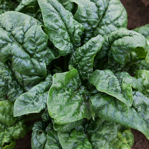 Fresh dark green spinach leaves with water droplets, growing in soil. Healthy garden vegetable.