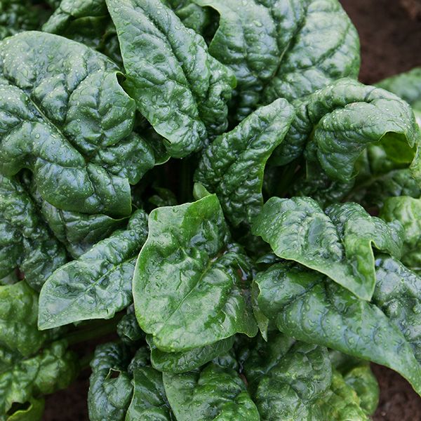 Fresh dark green spinach leaves with water droplets, growing in soil. Healthy garden vegetable.