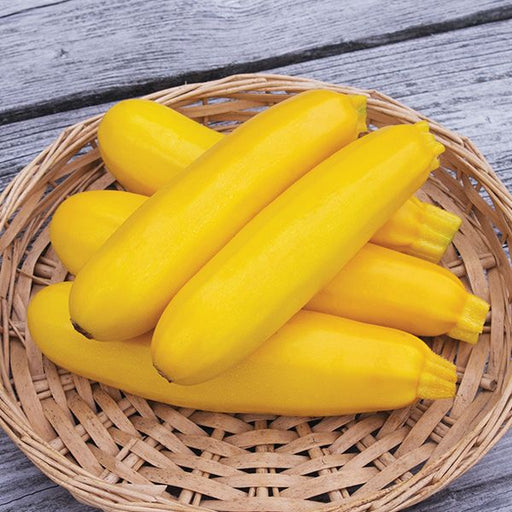 Bright yellow zucchini squash, freshly harvested, in a wicker basket on weathered wood.