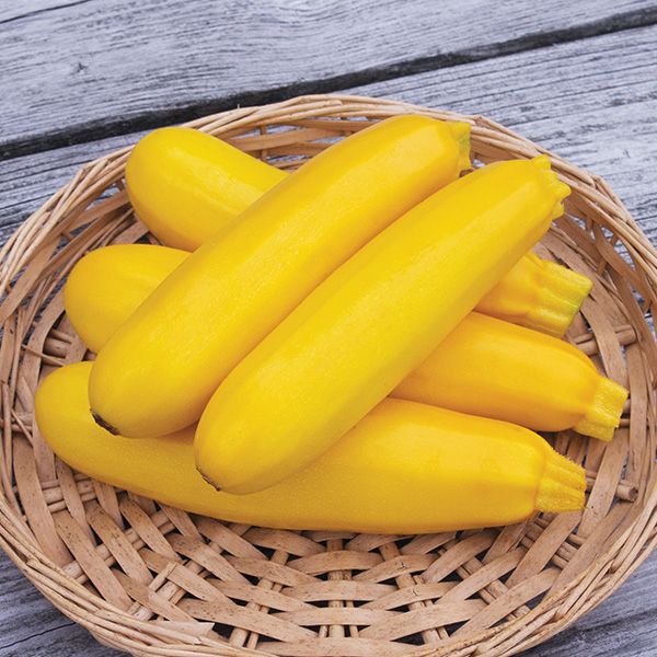 Bright yellow zucchini squash, freshly harvested, in a wicker basket on weathered wood.