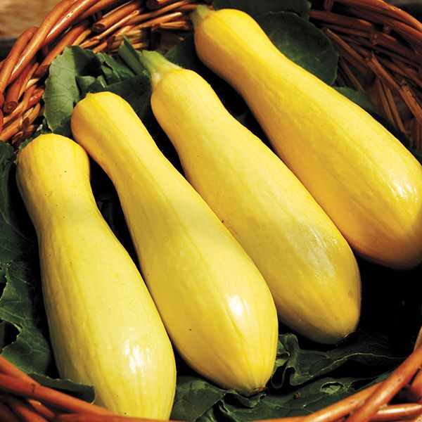 Four bright yellow summer squash in a rustic wicker basket on green leaves.