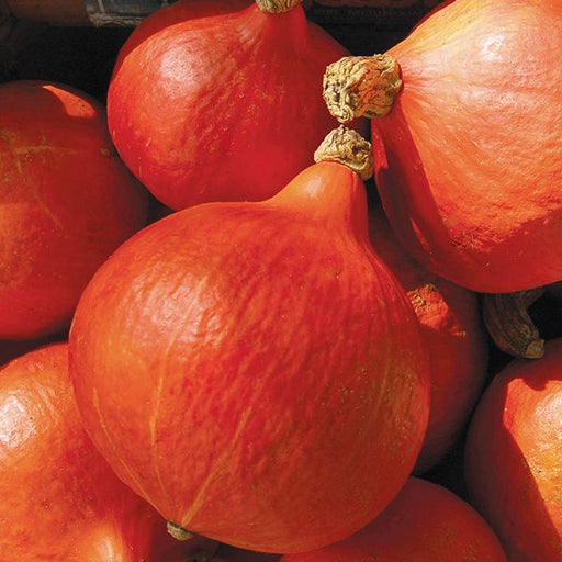 Vibrant red Kuri winter squash, fresh organic produce for healthy autumn cooking.