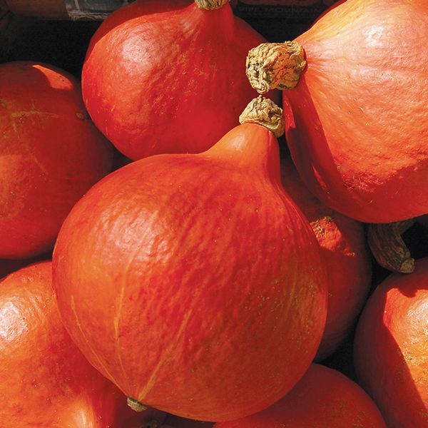 Vibrant red Kuri winter squash, fresh organic produce for healthy autumn cooking.