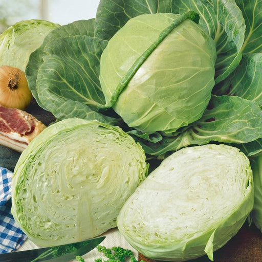 Fresh green cabbage vegetables, whole & sliced, crisp white interior, onion, bacon, herbs.