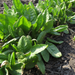Vibrant green sorrel or spinach plants thriving in rich garden soil. Fresh organic leafy greens.