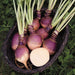 Basket of fresh purple-top turnips with green stems. One turnip is sliced open, revealing its white interior.