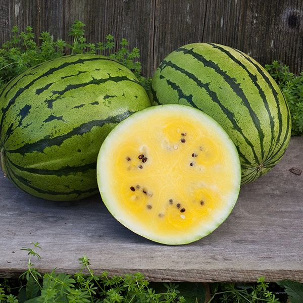 Sweet yellow watermelon sliced open, showing golden flesh and seeds, beside two whole green striped watermelons on wood.