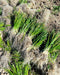 Freshly harvested green onion bundles with roots spread on dark brown farm soil. Organic produce, spring onions.
