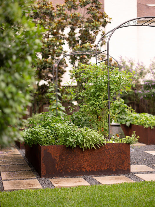 Modern vegetable garden with rusty corten steel raised beds, tomato plants, basil, sage, and metal arch trellises.