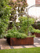 Modern vegetable garden with rusty corten steel raised beds, tomato plants, basil, sage, and metal arch trellises.