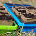 Peat pots filled with soil in blue and green seed starter trays on grass, ready for planting.