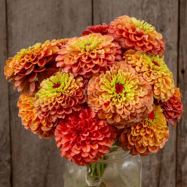 Rustic bouquet of orange, peach, and yellow zinnias with green-red centers in a glass jar. Summer cut flowers.